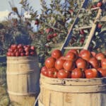 Producteurs golfe de saint-tropez