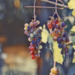 vins golfe de saint-tropez